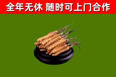 鹿城区回收冬虫夏草