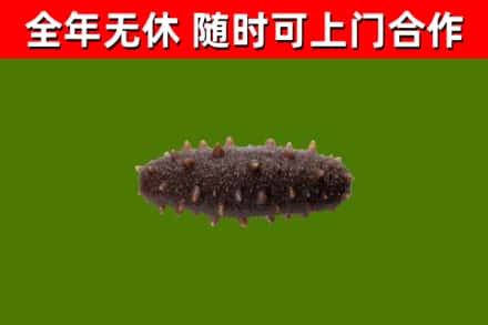 鹿城区回收海参干